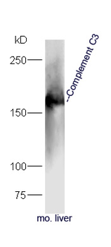 Complement C3 Rabbit Polyclonal Antibody