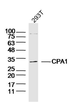 CPA1 Rabbit Polyclonal Antibody