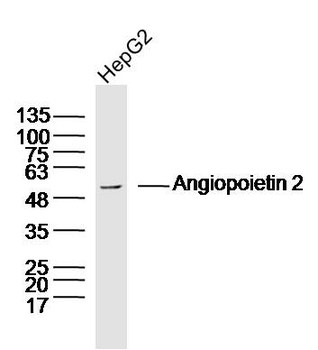 Angiopoietin 2 Rabbit Polyclonal Antibody