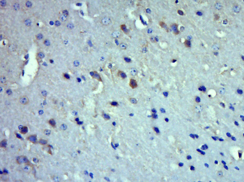 WNT4 Rabbit Polyclonal Antibody