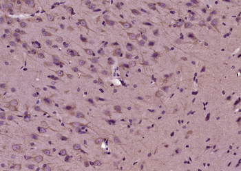 WNT4 Rabbit Polyclonal Antibody