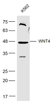 WNT4 Rabbit Polyclonal Antibody