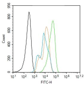 RAC1+RAC2 Rabbit Polyclonal Antibody