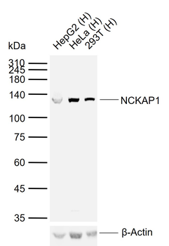 NCKAP1 Rabbit Polyclonal Antibody