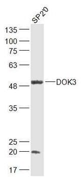 DOK3 Rabbit Polyclonal Antibody