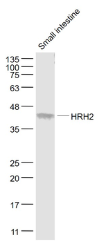 HRH2 Rabbit Polyclonal Antibody
