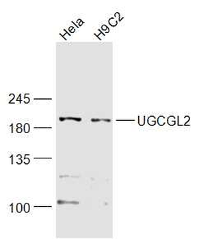 UGCGL2 Rabbit Polyclonal Antibody