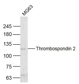 Thrombospondin 2 Rabbit Polyclonal Antibody