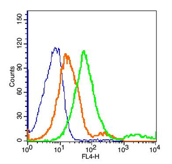 Perilipin A+B Rabbit Polyclonal Antibody