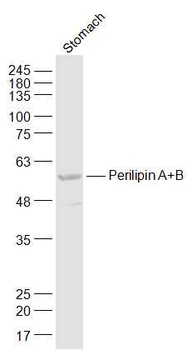 Perilipin A+B Rabbit Polyclonal Antibody