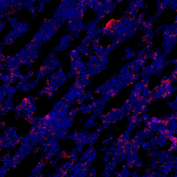 Perilipin A+B Rabbit Polyclonal Antibody