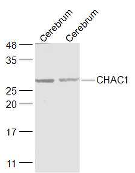 CHAC1 Rabbit Polyclonal Antibody