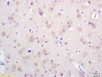 SEC14 like protein 2 Rabbit Polyclonal Antibody