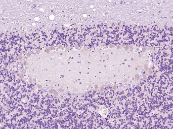 CDCREL Rabbit Polyclonal Antibody