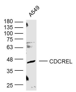 CDCREL Rabbit Polyclonal Antibody