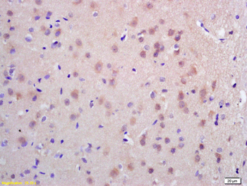 CDC45L Rabbit Polyclonal Antibody