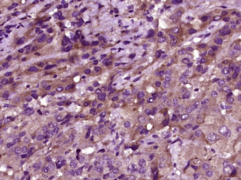 Phospho-MST1 (Thr183) Rabbit Polyclonal Antibody