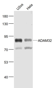 ADAM32 Rabbit Polyclonal Antibody