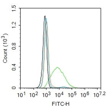 MAS1 Rabbit Polyclonal Antibody