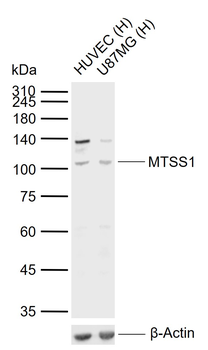 MTSS1 Rabbit Polyclonal Antibody