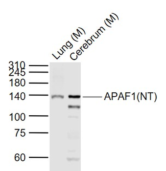 APAF1 (NT) Rabbit Polyclonal Antibody