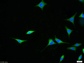APAF1 (NT) Rabbit Polyclonal Antibody