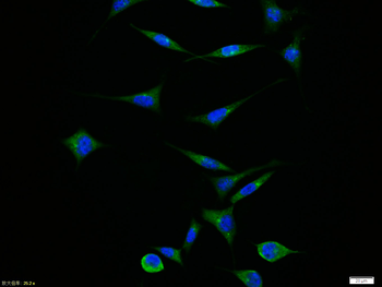 APAF1 (NT) Rabbit Polyclonal Antibody