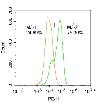 APAF1 (NT) Rabbit Polyclonal Antibody