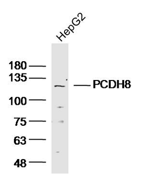 PCDH8 Rabbit Polyclonal Antibody