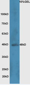 Wnt8b Rabbit Polyclonal Antibody