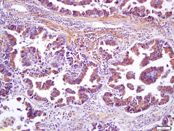 Wnt8b Rabbit Polyclonal Antibody