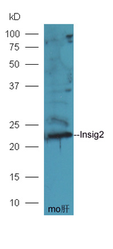Insig2 Rabbit Polyclonal Antibody