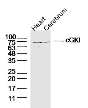 CGKI Rabbit Polyclonal Antibody