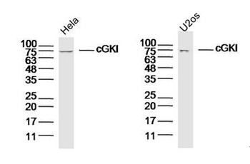 CGKI Rabbit Polyclonal Antibody