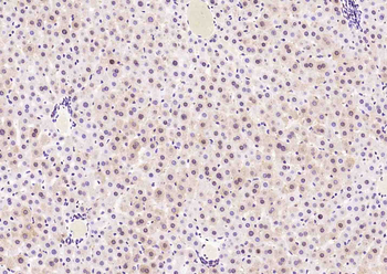 UGDH Rabbit Polyclonal Antibody