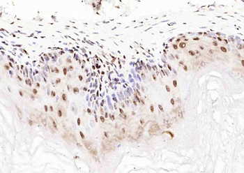 UGDH Rabbit Polyclonal Antibody