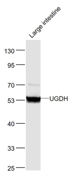 UGDH Rabbit Polyclonal Antibody