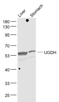 UGDH Rabbit Polyclonal Antibody