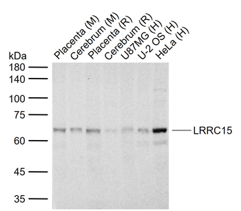 LRRC15 Rabbit Polyclonal Antibody