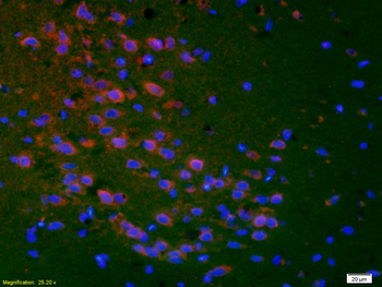 PTGER1 Rabbit Polyclonal Antibody