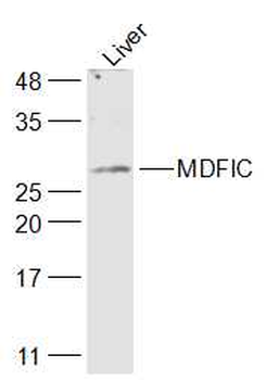 MDFIC Rabbit Polyclonal Antibody