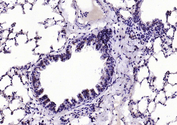 EIF4B Rabbit Polyclonal Antibody