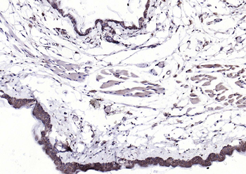 EIF4B Rabbit Polyclonal Antibody