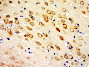 PCDHA1 Rabbit Polyclonal Antibody