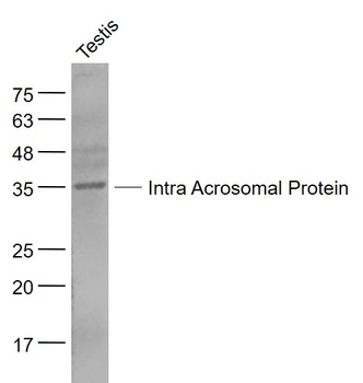 Intra Acrosomal Protein Rabbit Polyclonal Antibody