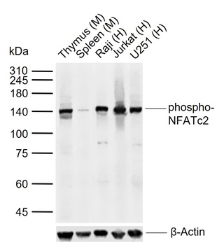 NFATc2 (phospho-Ser330) antibody