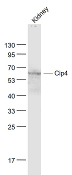 Cip4 Rabbit Polyclonal Antibody