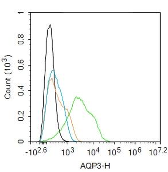 AQP3 Rabbit Polyclonal Antibody