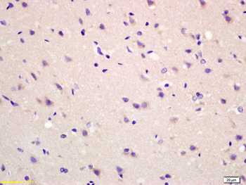 MAS1L Rabbit Polyclonal Antibody