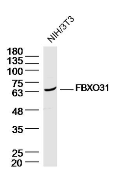 FBXO31 Rabbit Polyclonal Antibody